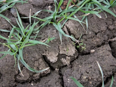 Inni mają gorzej? Ograniczenia stosowania herbicydów zawierających prosulfokarb