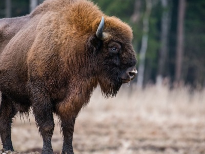Podeszła zbyt blisko żubra. Wypadek na Podlasiu