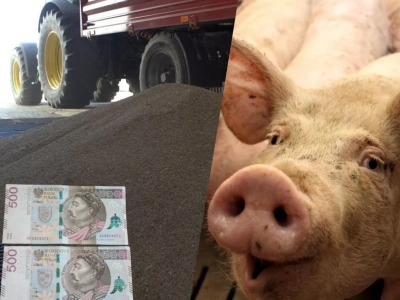 Ceny kukurydzy lekko w górę, nawozy tanieją. Co ze świniami?