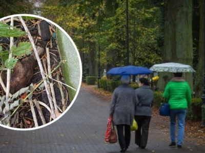 Niewybuch przy cmentarzu we Wrocławiu. Akcja służb