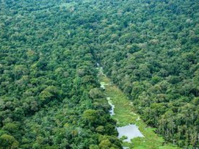 Brazylia ogranicza wycinkę Amazonii. To najlepszy wynik od dekady