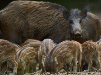 Koniec polowań na dziki na północy Polski. Przełomowa decyzja