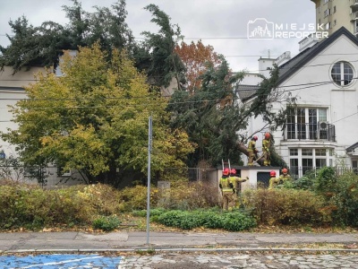 Przewrócone drzewo przez wiatr na Mokotowie. Interweniowała straż pożarna