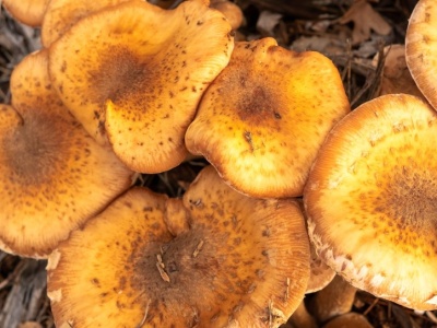 To największy grzyb na świecie. Właśnie teraz możesz go znaleźć w lesie