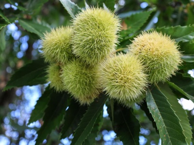 Nie każdy kasztan jest jadalny. Jak odróżnić kasztanowiec od kasztana jadalnego?