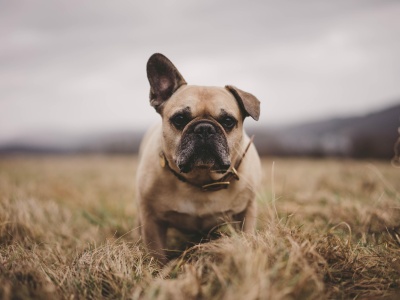 Cherry eye - operacja trzeciej powieki