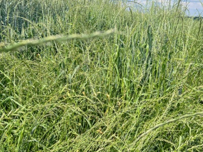 Stokłosy i życice w zbożach ozimych. Presja tych chwastów z roku na rok rośnie