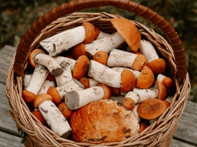 Rezerwacja grzybów? W publicznym lesie obowiązuje zasada kto pierwszy, ten lepszy