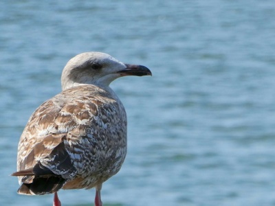 Karmisz mewy nad morzem? Przestań. To szkodzi i ptakom, i ludziom