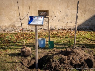 Jabłoń Ulmów trafiła na Słowację. To symboliczne upamiętnienie rodziny w Kraju Preszowskim