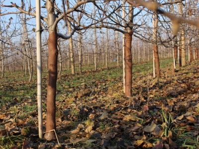Listopad zapowiada się ciepły