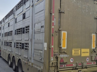Dwanaście tysięcy kary za przewóz świń w Wielkopolsce