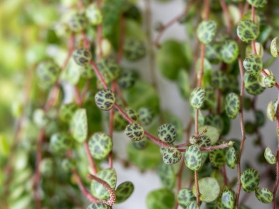 Liście tej rośliny przypominają żółwi pancerz. Nawet teściowa ci jej pozazdrości