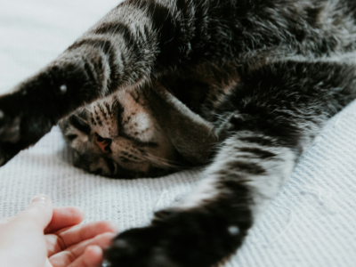 Zwierzęcy boom w Polsce. 15 mln pupili i miliardy złotych na karmy i akcesoria