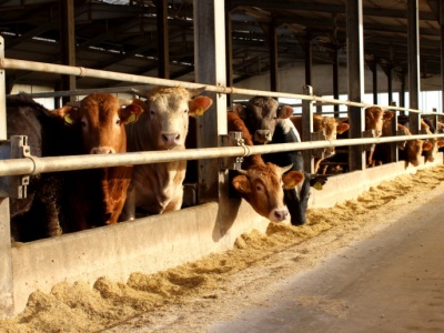 Żywienie opasów na sucho – jednym z tematów Narodowych Wyzwań w Rolnictwie