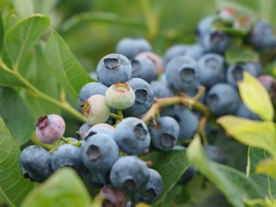 Produkcja borówek w Peru nie będzie aż tak wysoka jak pierwotnie zakładano