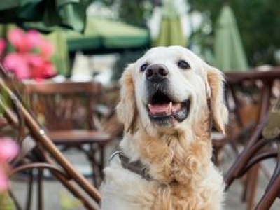 OC dla właścicieli psów. Jest pismo do MSWiA