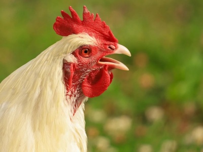 Jaja i drób w 2026 roku: rynek pod presją chorób, ale z szansą na odbudowę