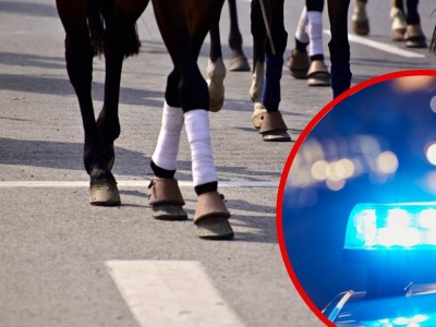 Uciekające konie w Bawarii wybiegły na drogę – trzy zginęły w tragicznych wypadkach