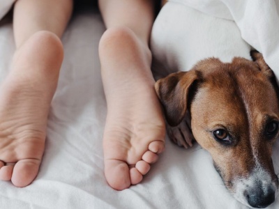 Nocny strażnik u twoich nóg. Skąd bierze się to zachowanie u psa?