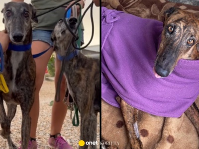 Myśliwemu jest wstyd, więc karze psa. Oblewanie kwasem, łamanie nóg