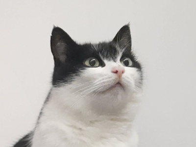 Poszukiwany sprawca zastrzelenia kotki