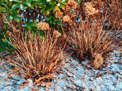 Sprytna metoda okrywania hortensji. Tylko dzięki niej dzielnie zimują