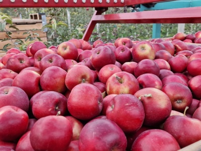 Polskie jabłka sprzedają się jak ciepłe bułeczki. Najlepszy wynik od trzech lat