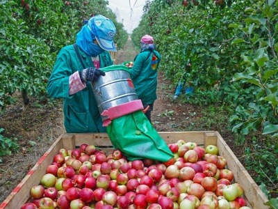 Nowoczesne maszyny dla sadowników i warzywników. ARiMR uruchamia nowy nabór