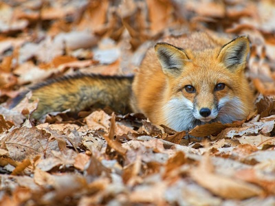 Potwierdzono ognisko wścieklizny. Lekarz weterynarii apeluje o ostrożność