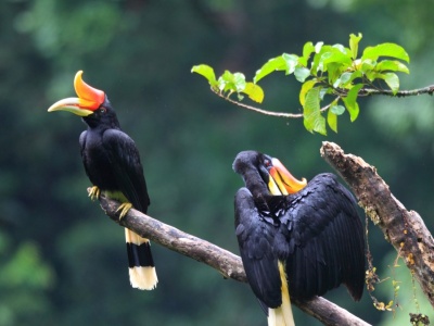 Zamurowuje swą partnerkę. Pojawił się tam, gdzie wymarł 200 lat temu