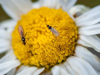 Szybko zapomnisz o ziemiórkach. Wystarczy, że wsypiesz to do doniczki