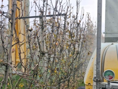 Opadły liście – czas na miedź w sadzie gruszowym