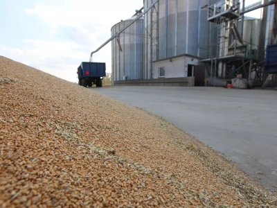 Ceny zbóż i rzepaku w listopadzie 2025. Gdzie skupy płacą najwięcej?