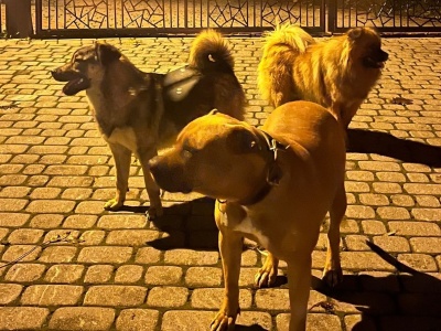 Rdzawka: Po wsi biegały trzy agresywne psy. Zaatakowały innego czworonoga