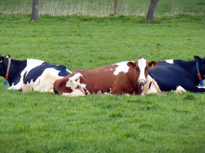 Krowy padają, żywność trąci rakotwórczością. Alarmujące doniesienia, przyczyną klimatyczny fanatyzm