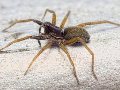 Rzadki gatunek pająka ponownie odkryty po 40 latach. „Ekscytujące znalezisko”