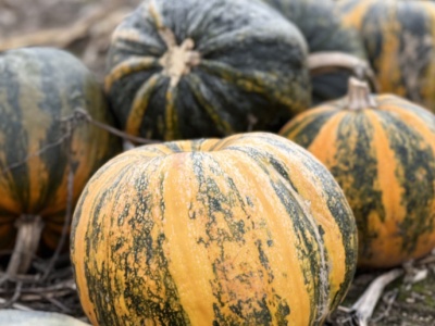 Dynie ale nie na halloween, czyli kilka słów komentarza o uprawie