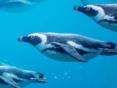 Sztuczna inteligencja i pingwiny z wrocławskiego zoo. AI ma pomóc chronić zagrożony gatunek