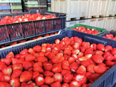 Stało się! Po raz pierwszy sprowadzamy więcej mrożonych truskawek niż wysyłamy