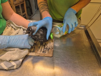 Niebezpieczne pułapki lepowe – śmiertelne zagrożenie dla ptaków