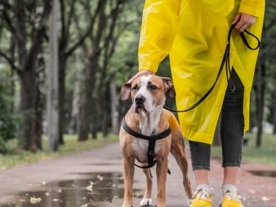 Jak rozpoznać, że twój pies marznie i jest mu zimno?