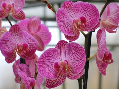 Zacznij podlewać tym storczyka. Będzie uginał się od kwiatów