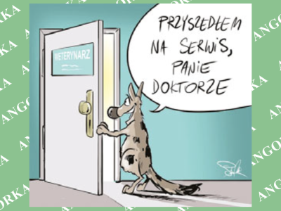 Profil geriatryczny – badanie, które może uratować życie Twojego psa
