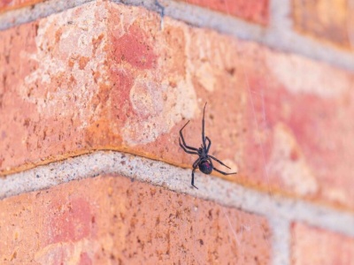 Groźne czarne wdowy mogą zadomowić się na Wyspach. Ich jad jest kilkanaście razy silniejszy od jadu grzechotnika!