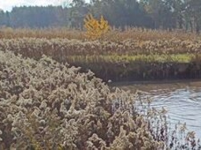 Nietypowa akcja. Ruszyli do wody ratować łosia