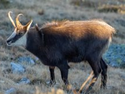 Ruszyło jesienne liczenie kozic