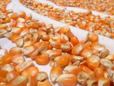 Pożar suszarni kukurydzy. W płomieniach znalazło się około 70 ton ziarna