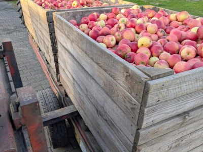 Pierwsze firmy symbolicznie podnoszą ceny skupu jabłek przemysłowych