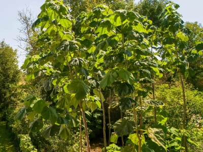 „Zasadzisz 7000 drzew, zarobisz 3,2 mln zł” - obietnica inwestycji, która nie wytrzymała zderzenia z faktami